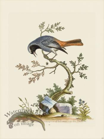 Edwards 029 Grey Redstart